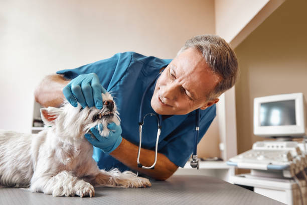 Best Emergency Denture Repair in Weston, NJ